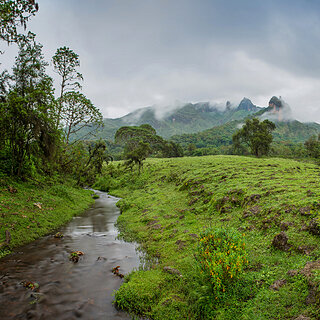 Bale Mountains - Harenna - Mount Gushuralle